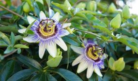 3 Passiflora 'Edulis' passion fruit Plants