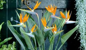 3 x small Strelitzia 'Birds of Paradise' Plants