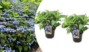 Set of 2 Hydrangea Summerglow (blue)