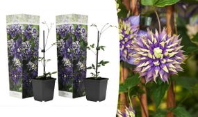 2-pack Clematis Taiga