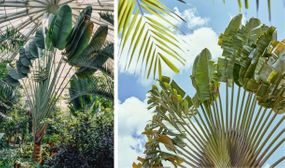 Ravenala madagascariensis 'Travelers Palm' - set of 3