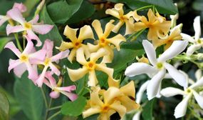 3 x Tricolor Jasmin Plants (white/yellow/pink)