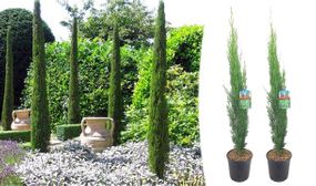 2 x XL Tuscan Cypress Trees (Cupressus Sempervirens)