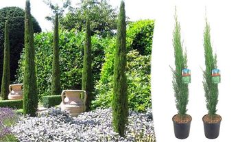 2 x XL Tuscan Cypress Trees (Cupressus Sempervirens)