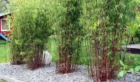 3 Fargesia Asian Wonder - Red Bamboo plants
