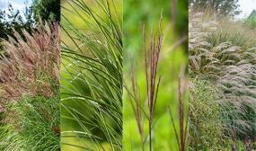 2 x XL Miscanthus Grasses - 4 Variants