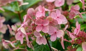 Hydrangea Switch Ophelia