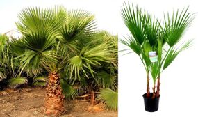 Large Mexican Fan Palm Tree (Washingtonia Robusta)