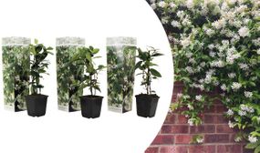 3-pack White Jasmin Plants