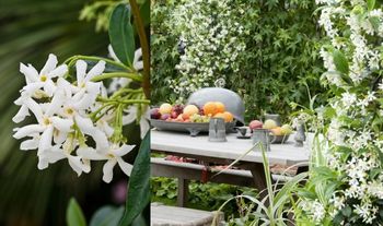 3-pack White Jasmin Plants