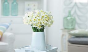 Narcissus botanical White - set of 30