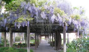 3 x Wisteria Blue Rain Climbing Plants