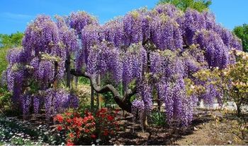 3 x Wisteria Blue Rain Climbing Plants