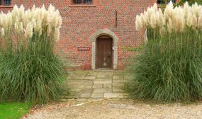 3 x White Pampas Grasses (Cortaderia)