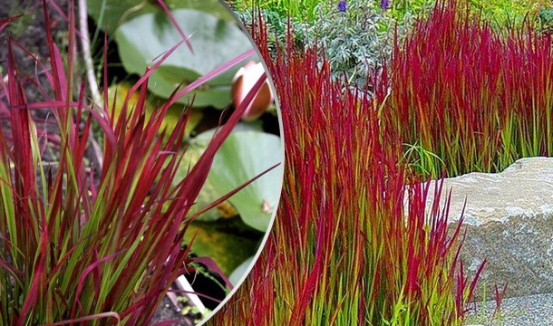 Japanese Blood Grass Collection Of 3 Plants - Save Up To 17% 