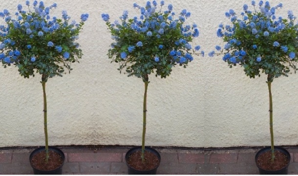 Pair Of Evergreen Californian Lilac Trees Patio Tree Ceanothus