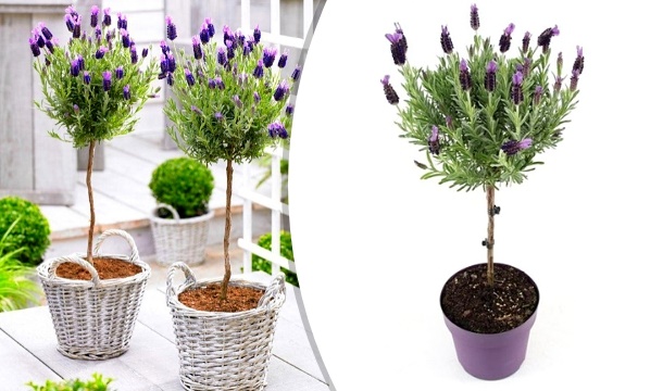 Pair Of French Lavender Standard Patio Trees Save Up To 15