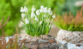 Muscari White Magic or Magic Mix - set of 50